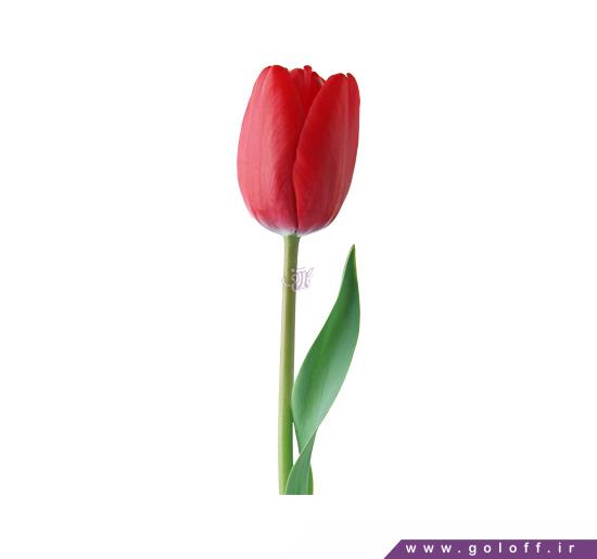 گل لاله مانیسا - Tulip | گل آف